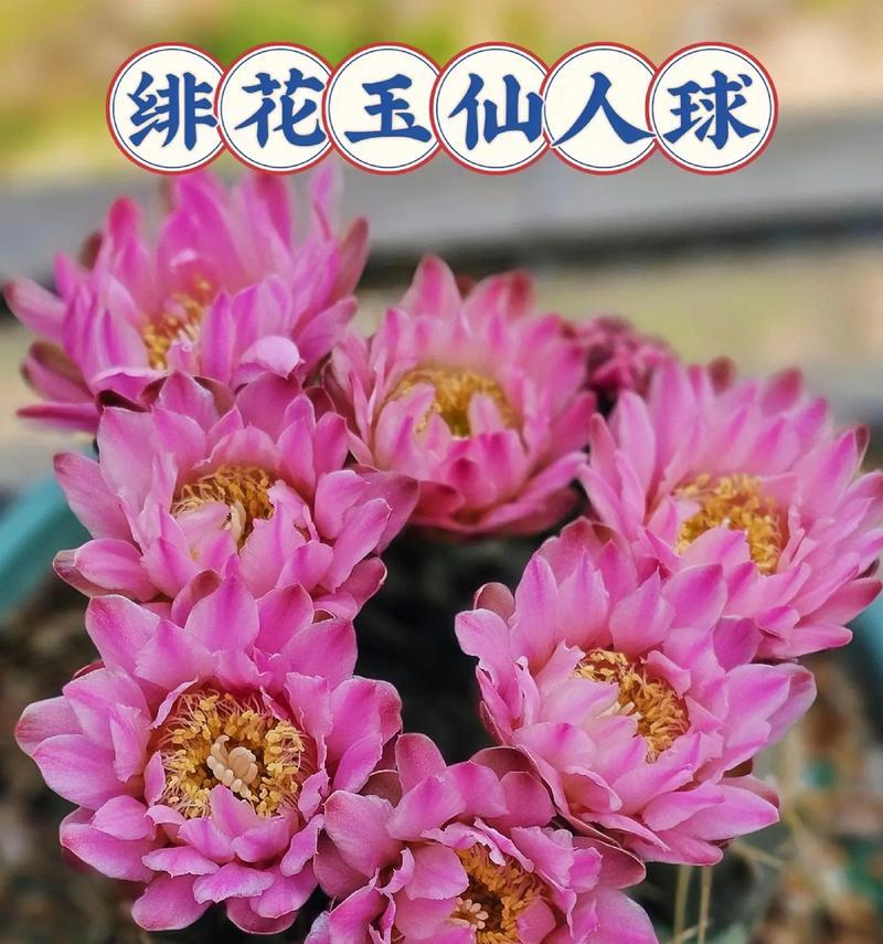 仙人球开花的秘诀是什么？