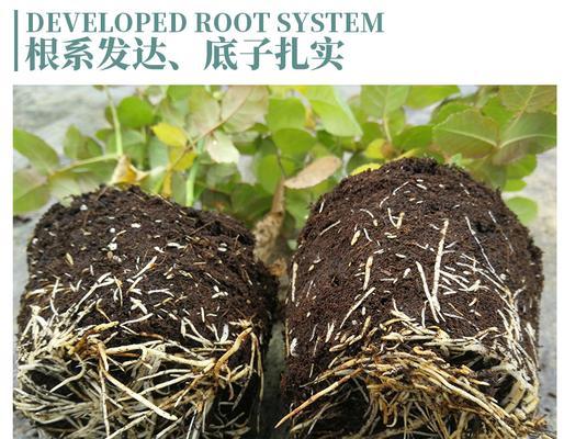 清风园艺玫瑰花怎么养？有哪些特别的养护技巧？