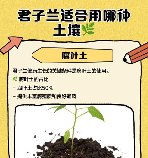 君子兰适合哪种土壤？