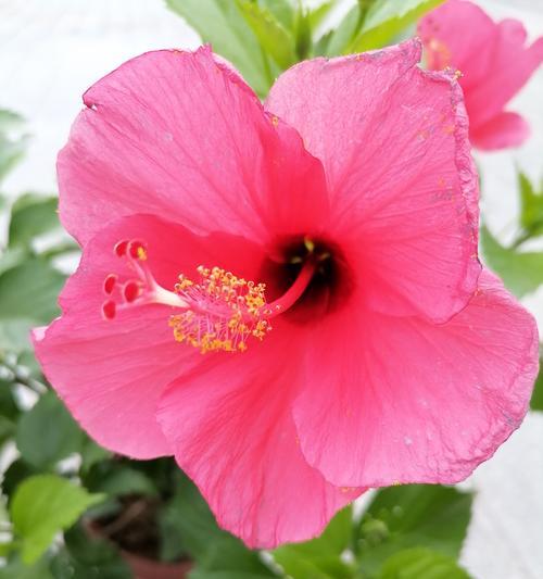 白锦牡丹仙人球如何养护才能开花？