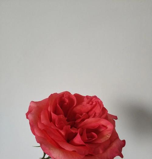 哪些食用玫瑰花品种值得测评？