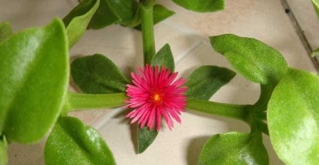牡丹花断了如何养活？断枝牡丹花的养护技巧有哪些？