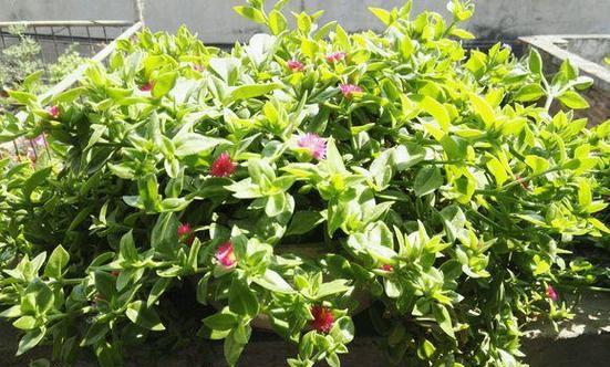 牡丹花断了如何养活？断枝牡丹花的养护技巧有哪些？