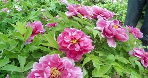 牡丹花断了如何养活？断枝牡丹花的养护技巧有哪些？