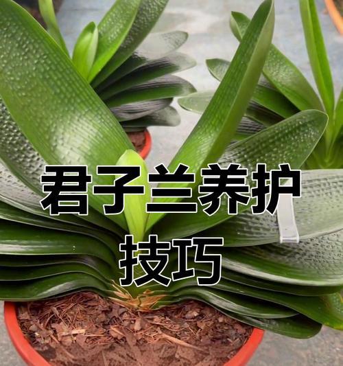 君子兰可以用旧土吗？旧土使用和养护的正确方法是什么？