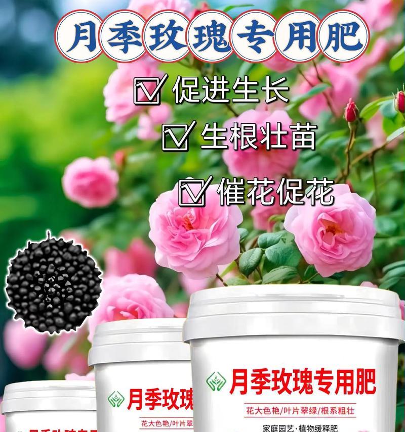 玫瑰花长杆期应该施用哪种肥料？
