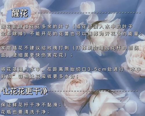 超市购买的玫瑰花如何进行家庭养护？