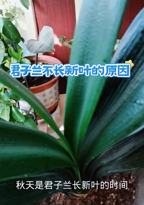 君子兰多大时开始长叶子？这是什么原因？