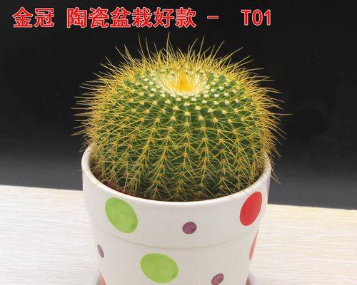 玉翁仙人球开花时间是什么时候？