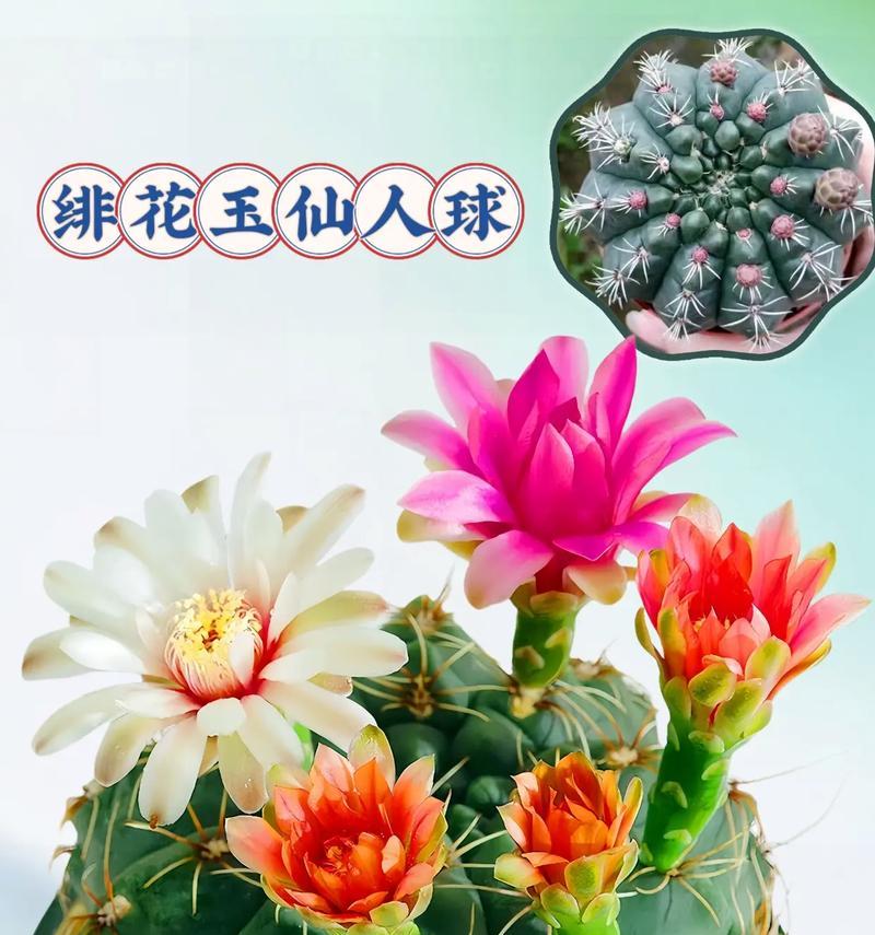 玉翁仙人球开花时间是什么时候？