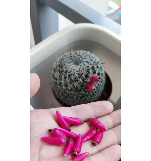 玉翁仙人球开花时间是什么时候？