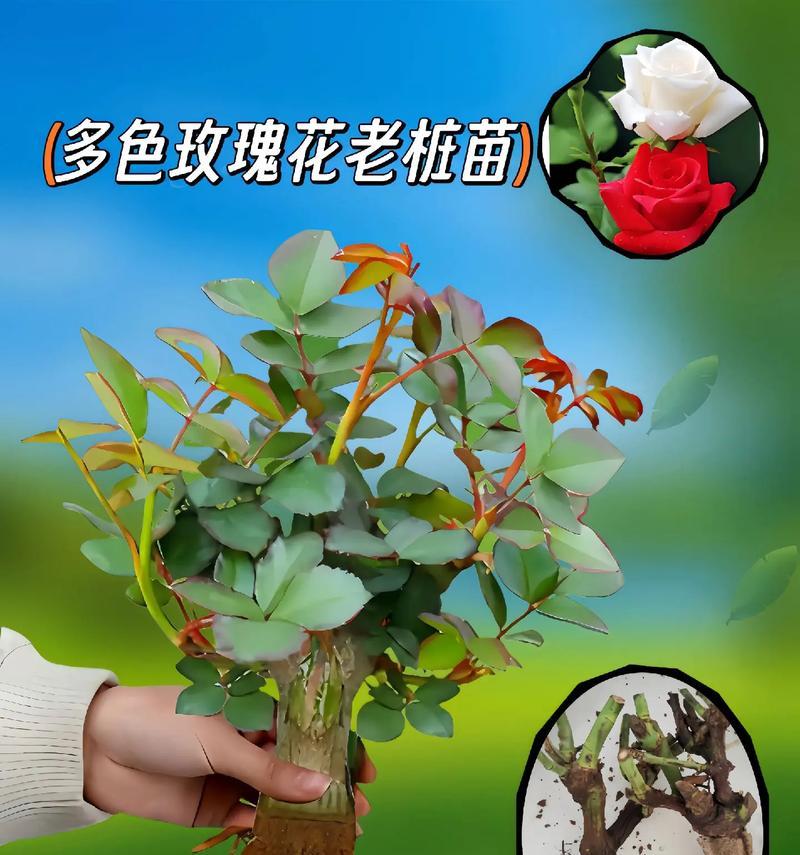 玫瑰花老桩人鱼的养护技巧有哪些？