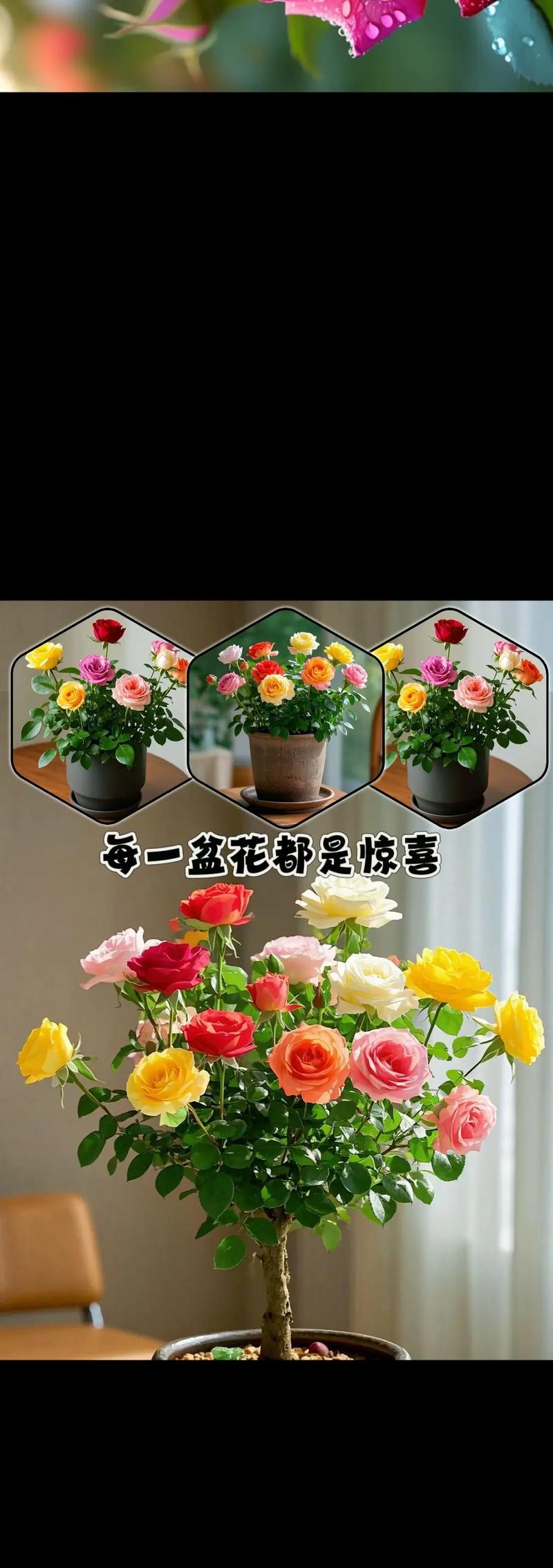 玫瑰花老桩人鱼的养护技巧有哪些？