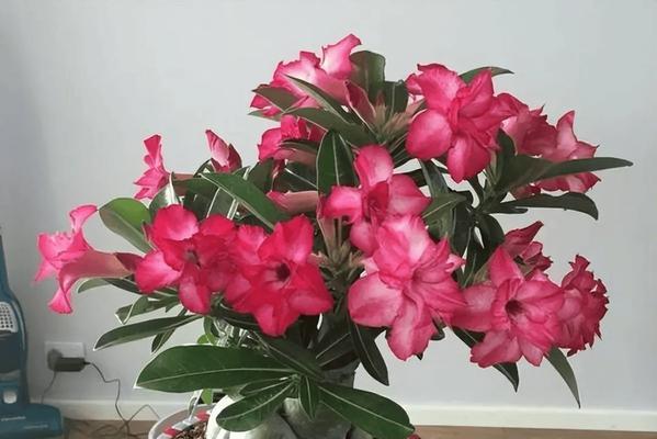 玫瑰花如何在套房中养得更美？