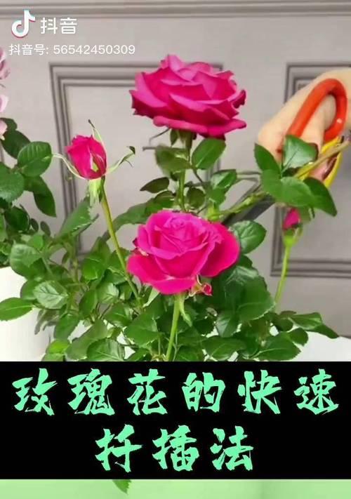 组玫瑰花种植步骤详解？如何确保成活率高？
