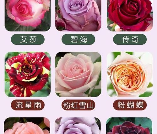 组玫瑰花种植步骤详解？如何确保成活率高？