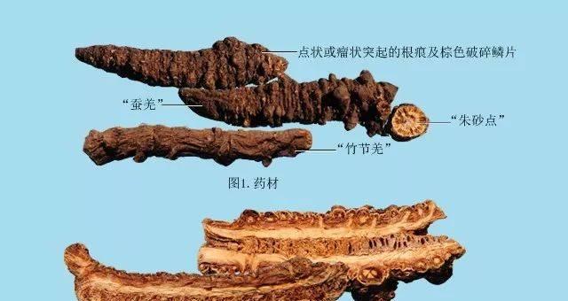 老根彩色玫瑰花如何复壮？有哪些养护技巧？