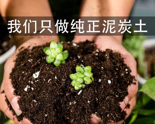 用泥炭土养君子兰好吗？如何正确养护？