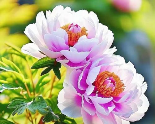 最大的牡丹花品种是什么？它的特点有哪些？