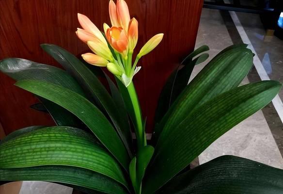 君子兰打花苞时的样子是什么？