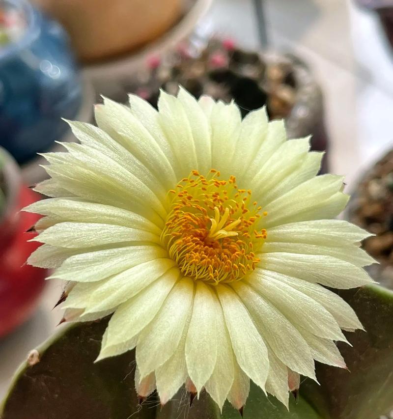 仙人球为何年年开花？开花后如何护理？