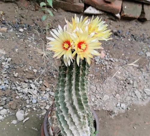 仙人球为何年年开花？开花后如何护理？