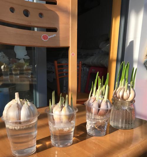 君子兰能用大蒜水浇吗？如何正确使用大蒜水？