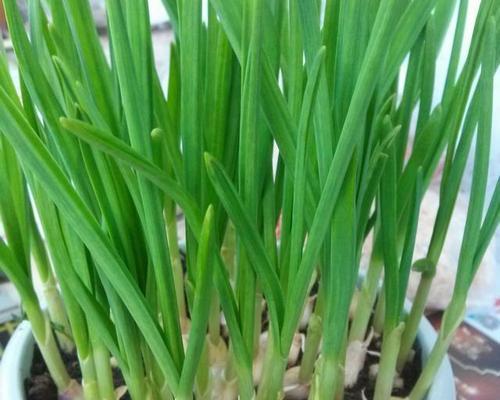 君子兰能用大蒜水浇吗？如何正确使用大蒜水？
