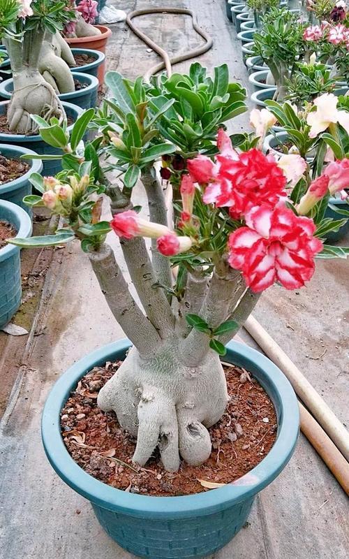 耐寒嫁接盆栽玫瑰花的养护要点？