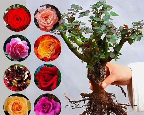 耐寒嫁接盆栽玫瑰花的养护要点？