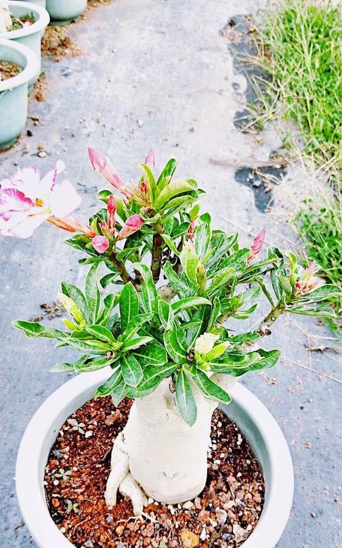 耐寒嫁接盆栽玫瑰花的养护要点？