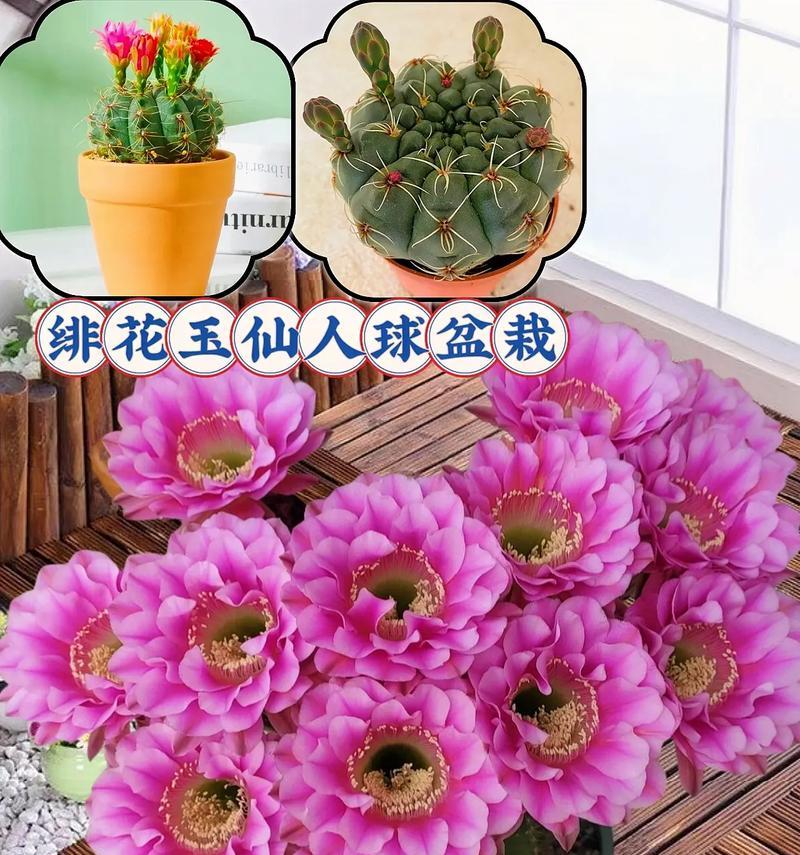 银鱼玉仙人球开花需要哪些条件？
