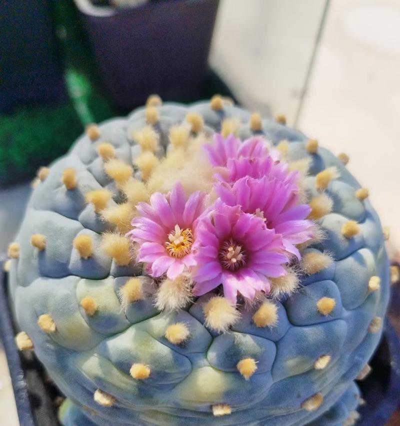 银鱼玉仙人球开花需要哪些条件？