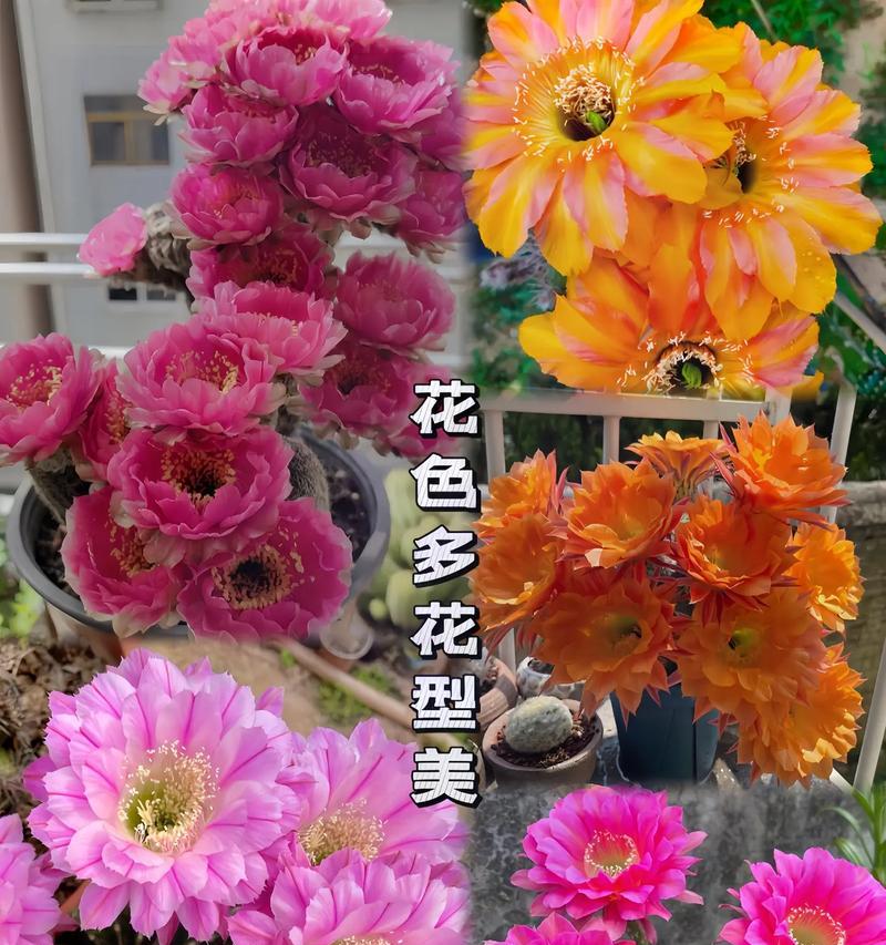 银鱼玉仙人球开花需要哪些条件？