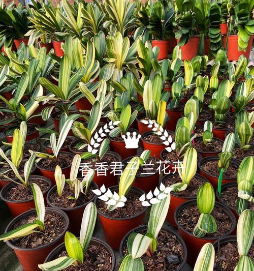君子兰育苗根发芽需要多长时间？