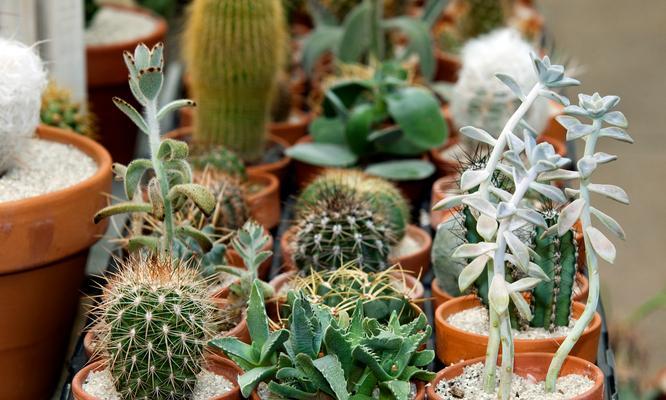 仙人球植物垂吊养护方法是什么？