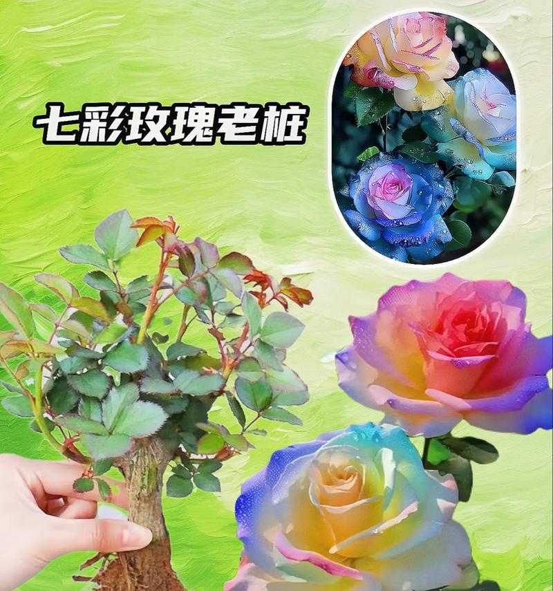 玫瑰花栽种后如何管理？