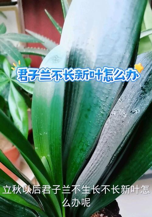 如何在大面积空间内养护君子兰？有哪些技巧？