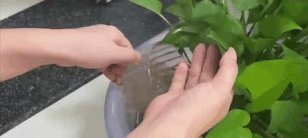 如何在大面积空间内养护君子兰？有哪些技巧？
