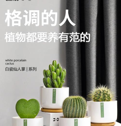 咖啡渣是否适合养仙人球以及使用方法是什么？