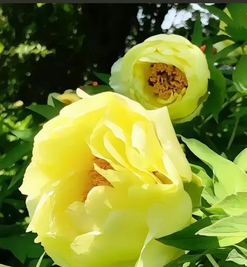菏泽牡丹花品种独特之处在哪？洛阳没有的品种有哪些？