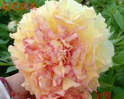 菏泽牡丹花品种独特之处在哪？洛阳没有的品种有哪些？