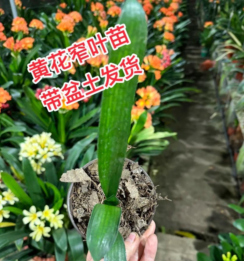 君子兰苗子的养育方法有哪些？