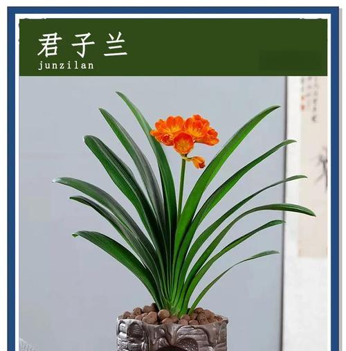 君子兰苗子的养育方法有哪些？