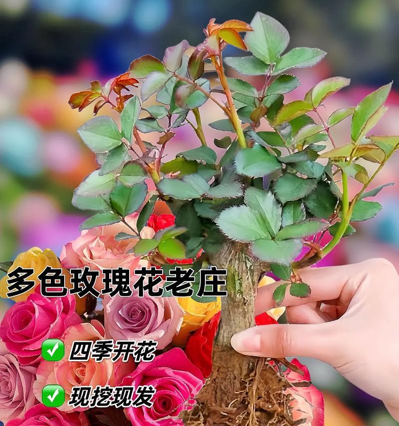 如何促进玫瑰花多开花？提高开花量的秘诀是什么？