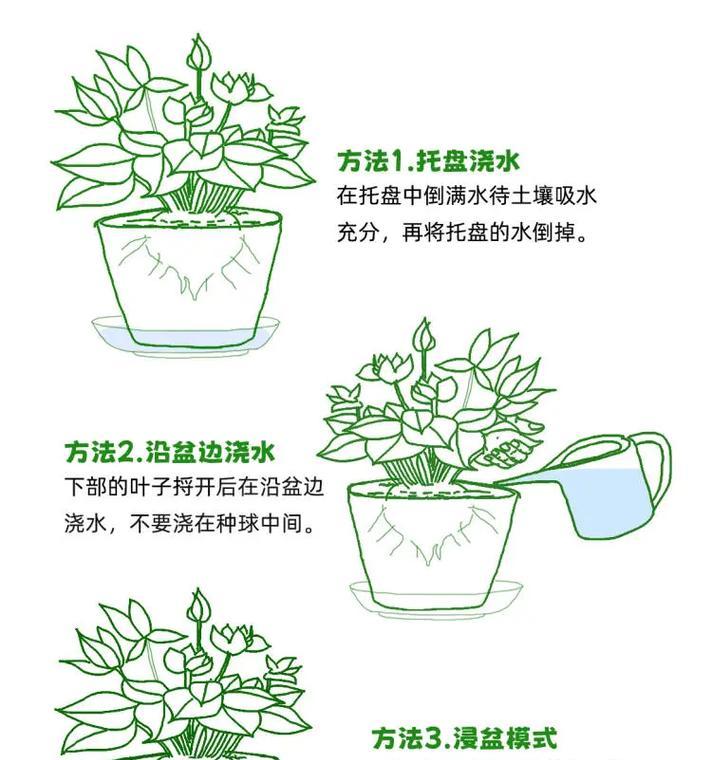 露台上的仙人球如何正确浇水？