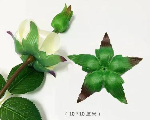 玫瑰花与花托花有何区别？如何区分它们？