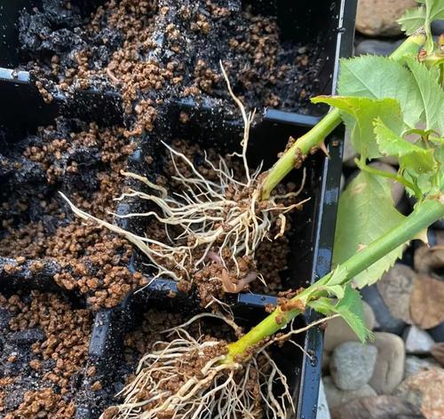 冬天玫瑰花根种植方法是什么？