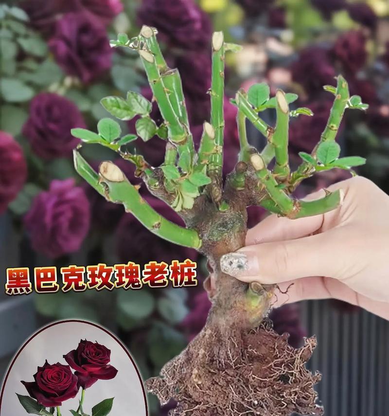 盆栽红丝绒玫瑰花养护有哪些要点？