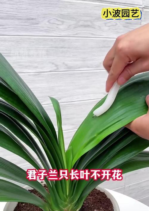 君子兰不开花的原因是什么？